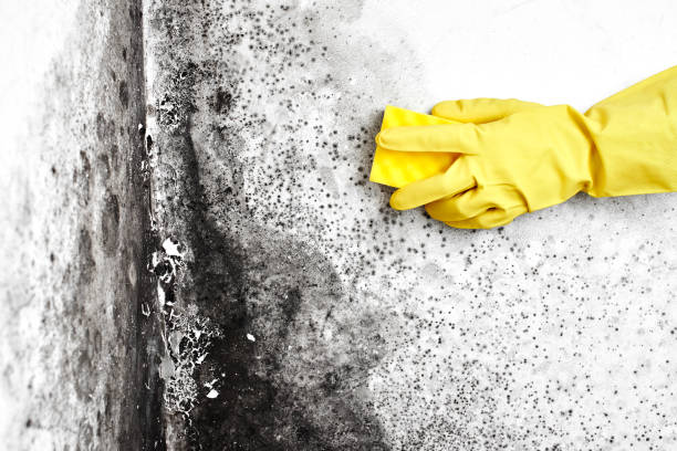 Best Local Mold Removal Service  in Ridgebury, CT